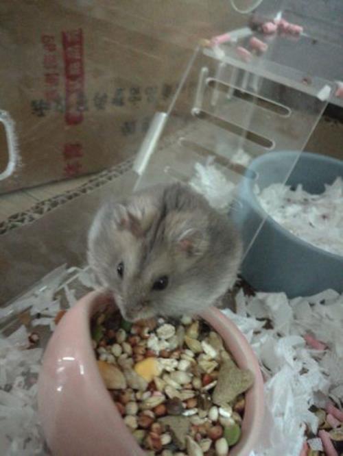 小仓鼠吃什么食物