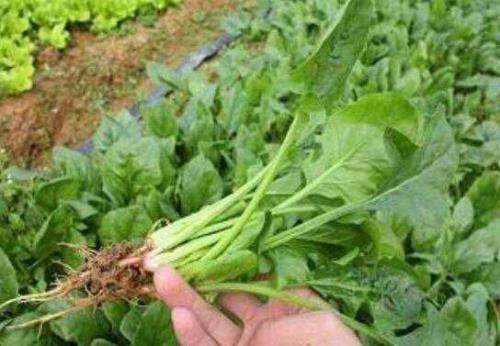 蔓菁升糖高吗