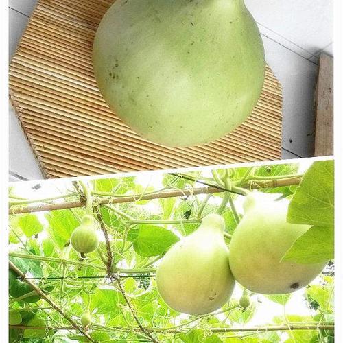 葫芦籽怎么吃最好