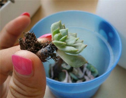 多肉化水可以要求全赔吗