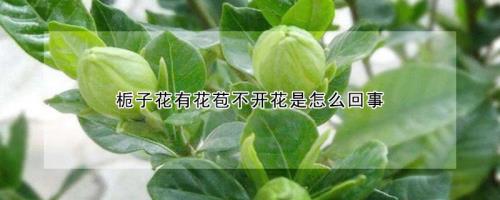 栀子花是几月份开花的