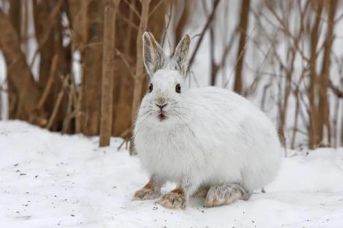 用雪怎么做小兔子