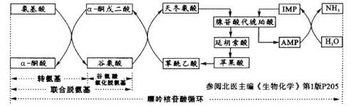 联合脱氨名词解释