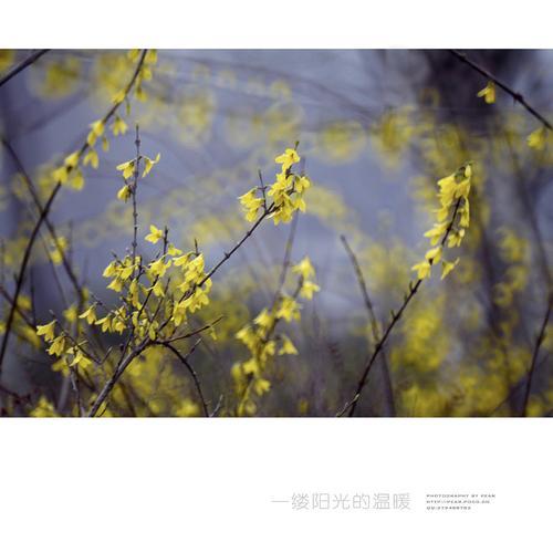 做一缕阳光是什么意思