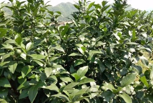 沃柑膨大最快的肥料