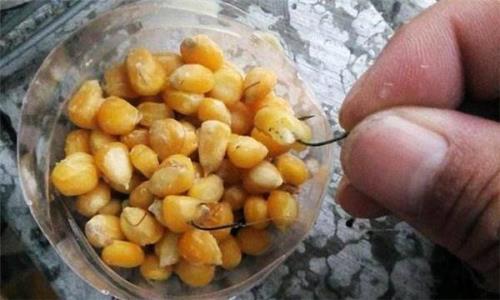 玉米钓鱼怎么都是小口