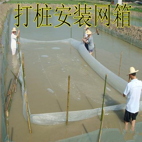 脆网鱼怎么养殖
