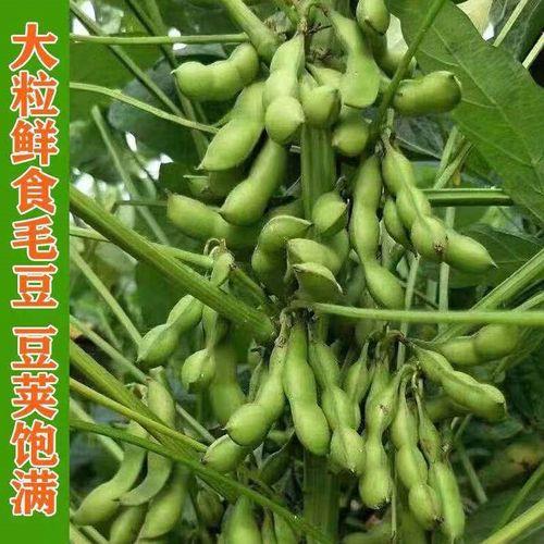 市面上的毛豆是转基因的吗