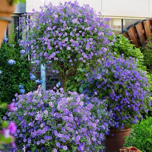 蓝茄花怎样过冬