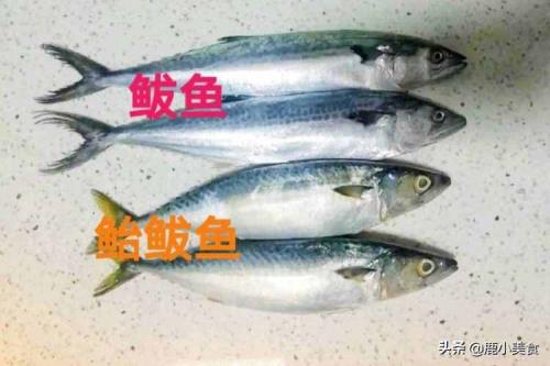 没有鱼鳞很扁的海鱼