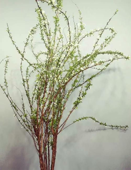 雪柳花期多久