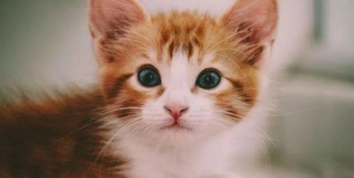 猫怕什么