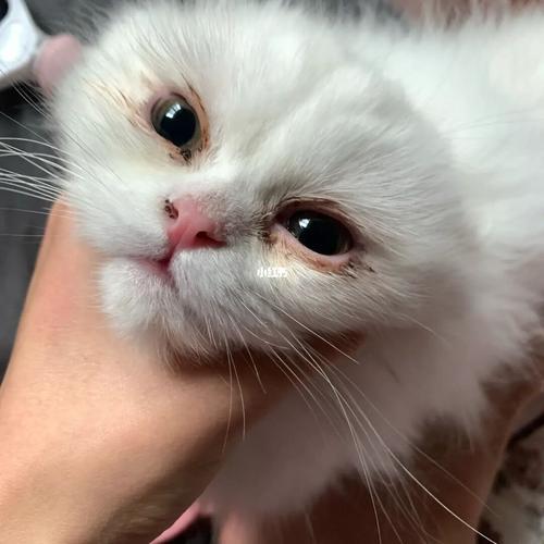 小猫有泪痕怎么办