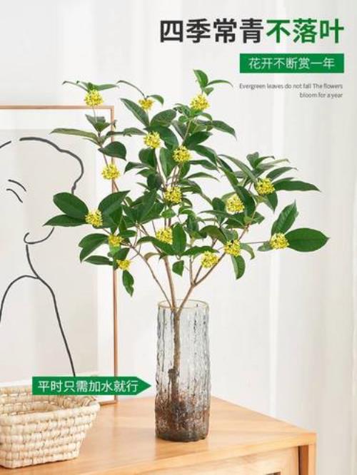 水培桂花叶子变干变脆要剪掉吗