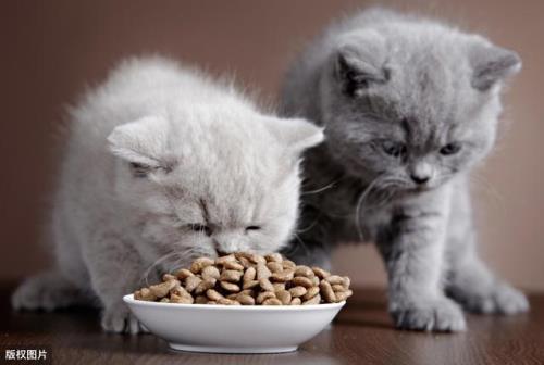 猫喂猫粮一般一天几次