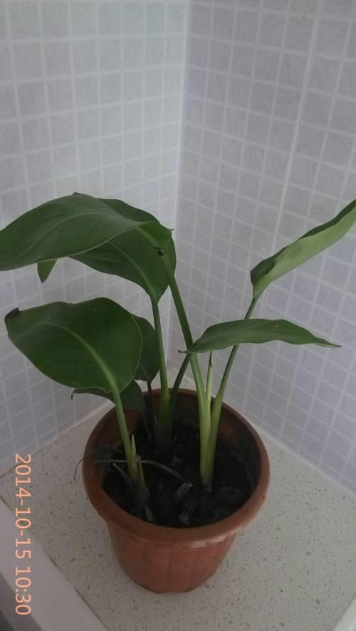 天堂鸟的嫁接方法