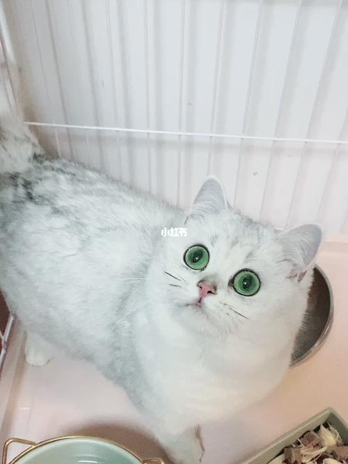 银渐层猫为什么不能养