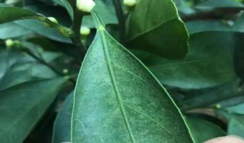 虱螨脲对温度要求