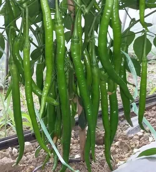 江淮地区什么时候种植辣椒