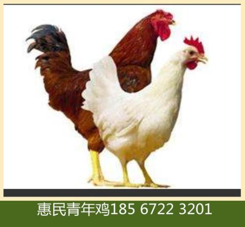 大午褐和大午金凤有什么区别