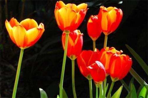 郁金香养殖养护方法