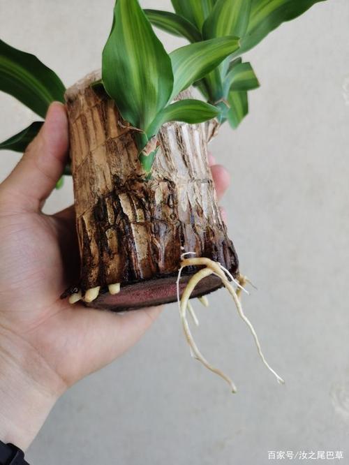 巴西木的叶片发黄枯死的原因