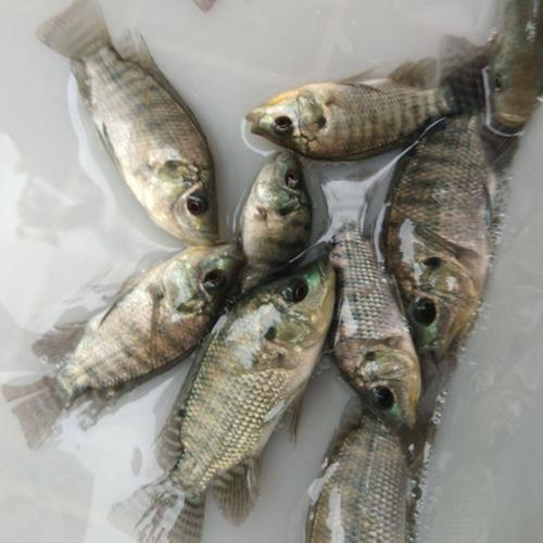 罗非鱼吃不吃小鱼苗