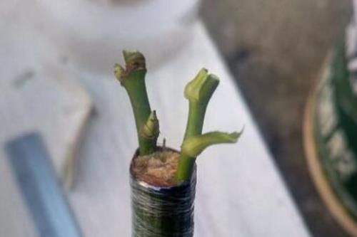 珊瑚豆和什么树嫁接