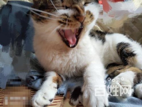 中华狸花猫和田园猫的区别