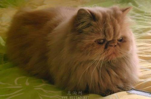 加菲猫是长毛还是短毛