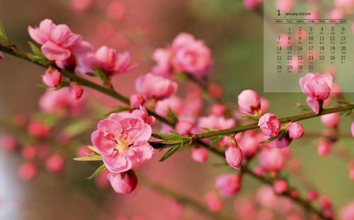 梅花在几月开放