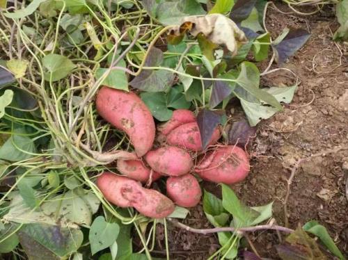番薯怎样种无辣虫