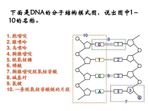 DNA的结构形态