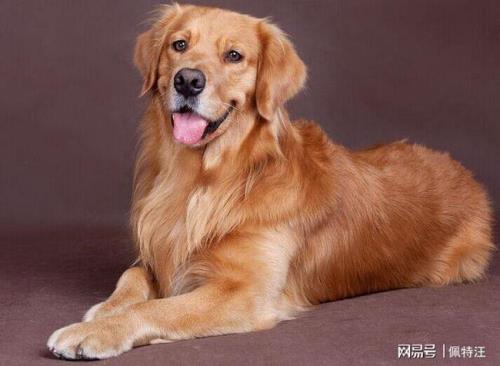 金毛犬护主吗