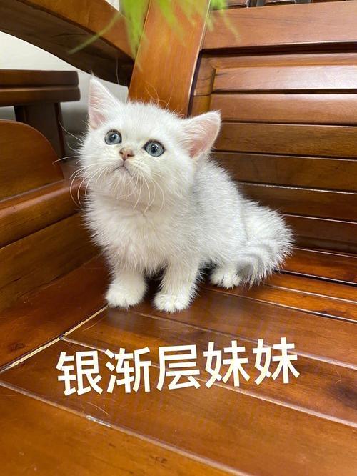 银渐层妹妹能长多大