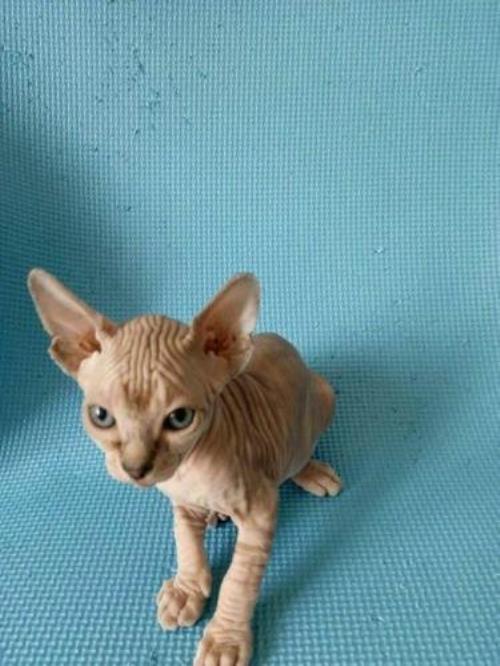 猫多少钱一只，斯芬克斯猫好养吗