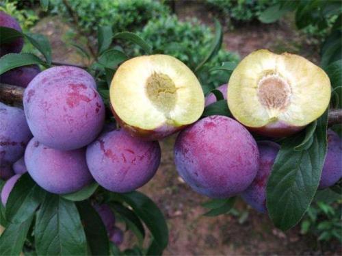 李子生长期用几次芸苔素好
