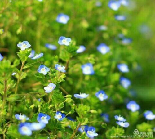 星星点点描写春天什么