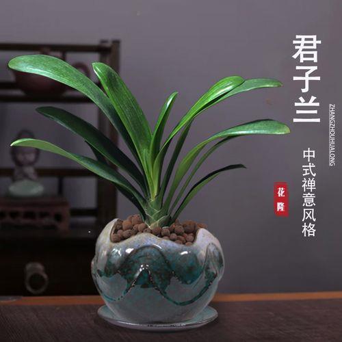 像兰花但叶头圆钝是什么绿植