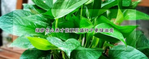 绿箩怎么养的旺盛小窍门