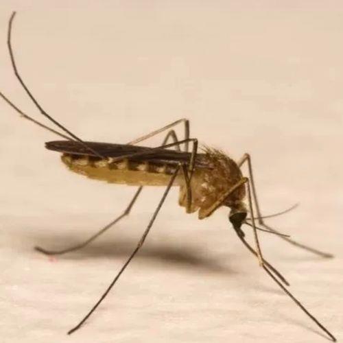 喜欢在水果周围飞的蚊子是什么