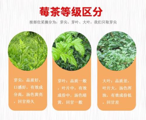 藤茶介绍