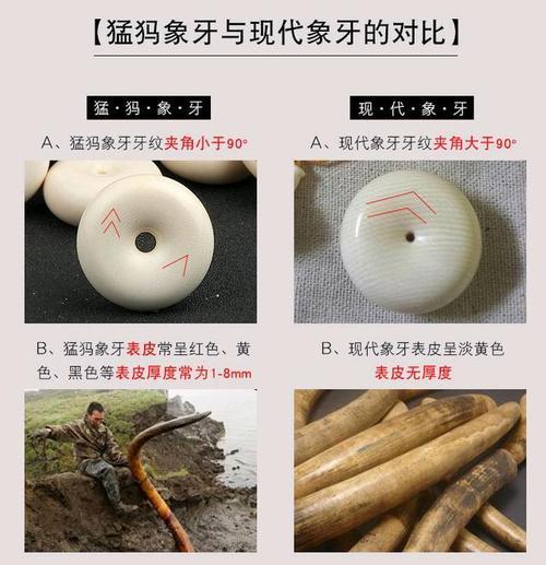 猛犸象牙是什么