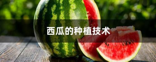 种西瓜技术