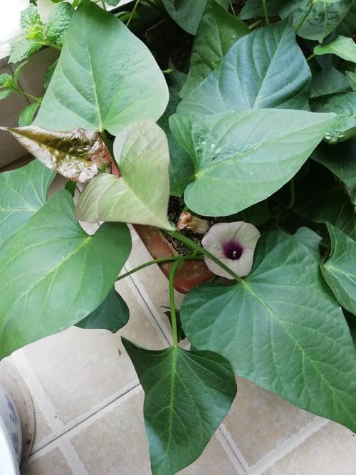 红薯开花是什么征兆