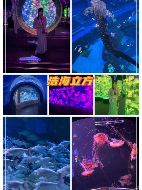 浩海海洋立方馆节目表演时间表