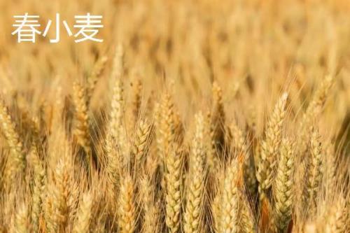 冬小麦的种植历史
