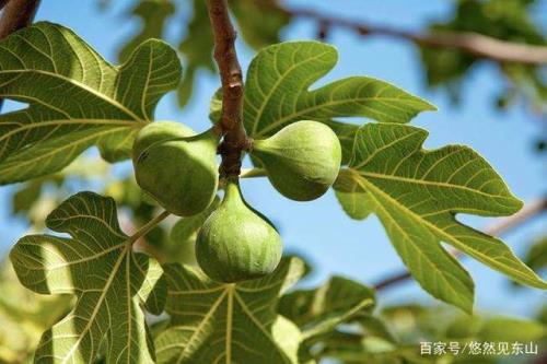 无花果树怎么种植