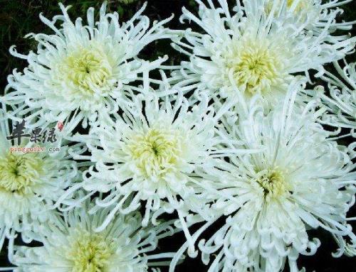 鲜菊花什么含义