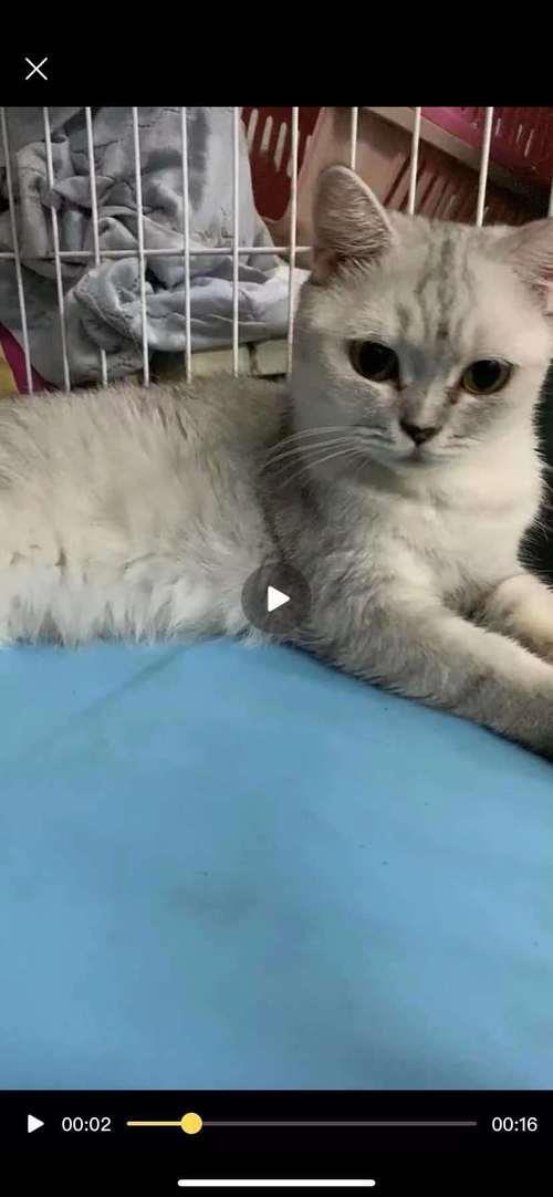 地铁上可以带猫吗